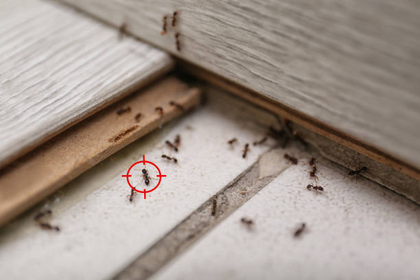 Kensington, CA Pest Control Company