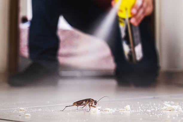 Best Emergency Pest Control  in Kensington, CA