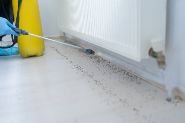 Best Commercial Pest Control Services  in Kensington, CA